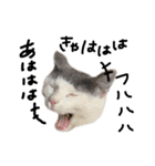 ねこ ねこ ねこ 3（個別スタンプ：39）