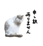 ねこ ねこ ねこ 3（個別スタンプ：40）