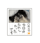 みるくのスタンプ集（個別スタンプ：14）