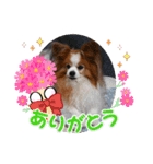 ぱぴぱぴパピヨン95（個別スタンプ：2）