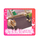 ぱぴぱぴパピヨン95（個別スタンプ：4）