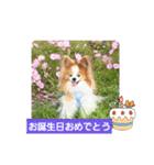 ぱぴぱぴパピヨン95（個別スタンプ：6）