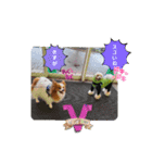 ぱぴぱぴパピヨン95（個別スタンプ：9）
