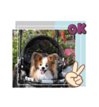 ぱぴぱぴパピヨン95（個別スタンプ：11）