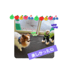 ぱぴぱぴパピヨン95（個別スタンプ：12）