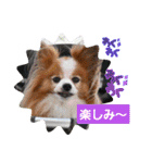 ぱぴぱぴパピヨン95（個別スタンプ：13）