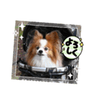 ぱぴぱぴパピヨン95（個別スタンプ：14）