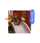 ぱぴぱぴパピヨン95（個別スタンプ：19）