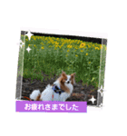 ぱぴぱぴパピヨン95（個別スタンプ：20）
