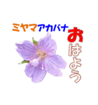 ミヤマの花（個別スタンプ：1）