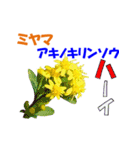 ミヤマの花（個別スタンプ：2）