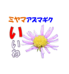 ミヤマの花（個別スタンプ：4）
