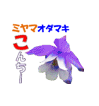 ミヤマの花（個別スタンプ：5）