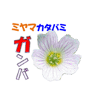 ミヤマの花（個別スタンプ：7）