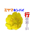 ミヤマの花（個別スタンプ：10）