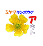 ミヤマの花（個別スタンプ：11）