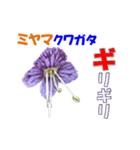ミヤマの花（個別スタンプ：13）