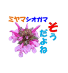 ミヤマの花（個別スタンプ：16）