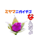 ミヤマの花（個別スタンプ：20）