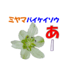 ミヤマの花（個別スタンプ：22）