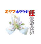 ミヤマの花（個別スタンプ：26）