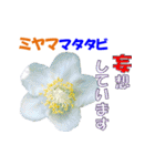 ミヤマの花（個別スタンプ：29）