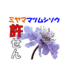 ミヤマの花（個別スタンプ：32）