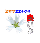 ミヤマの花（個別スタンプ：34）