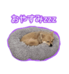 ポポとカリン 1（個別スタンプ：2）