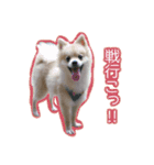 ポポとカリン 1（個別スタンプ：17）