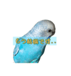 インコ「ルル」5（個別スタンプ：3）