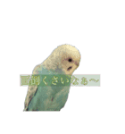 インコ「ルル」5（個別スタンプ：5）