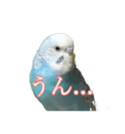 インコ「ルル」5（個別スタンプ：6）