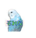 インコ「ルル」5（個別スタンプ：7）