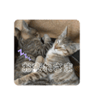 守田家のfamily LINEスタンプ（個別スタンプ：8）