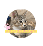 守田家のfamily LINEスタンプ（個別スタンプ：11）