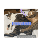 守田家のfamily LINEスタンプ（個別スタンプ：13）