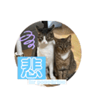 守田家のfamily LINEスタンプ（個別スタンプ：15）