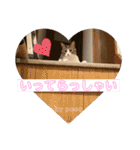守田家のfamily LINEスタンプ（個別スタンプ：16）
