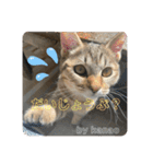 守田家のfamily LINEスタンプ（個別スタンプ：24）