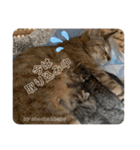 守田家のfamily LINEスタンプ（個別スタンプ：36）