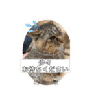 守田家のfamily LINEスタンプ（個別スタンプ：39）
