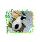 ねこちゃんno.1（個別スタンプ：3）