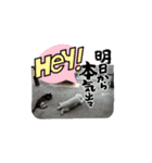 ねこちゃんno.1（個別スタンプ：4）