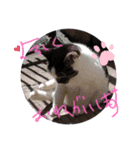 ねこちゃんno.1（個別スタンプ：7）