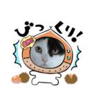 ねこちゃんno.1（個別スタンプ：8）