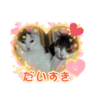 ねこちゃんno.1（個別スタンプ：19）