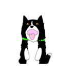 ボーダーコリーのふくさん（個別スタンプ：22）