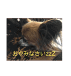 犬猫☆（個別スタンプ：1）