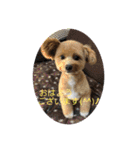 犬猫☆（個別スタンプ：2）